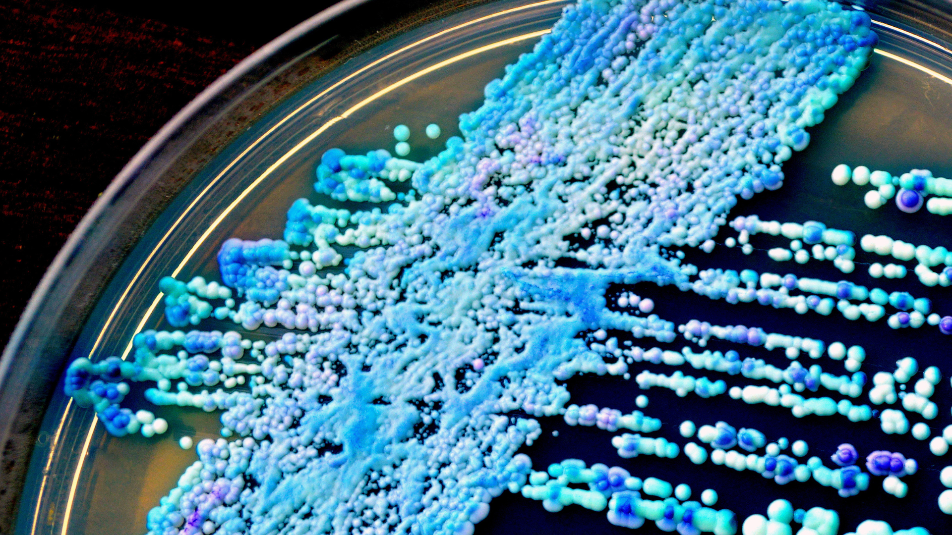 candida auris