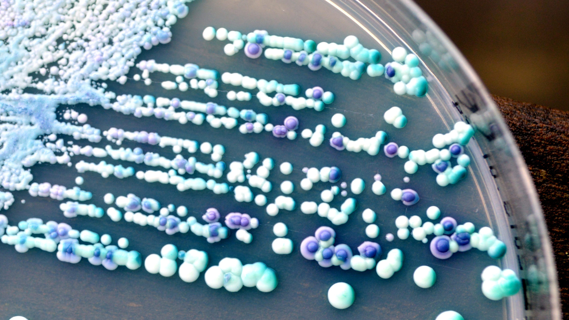 Candida Auris 